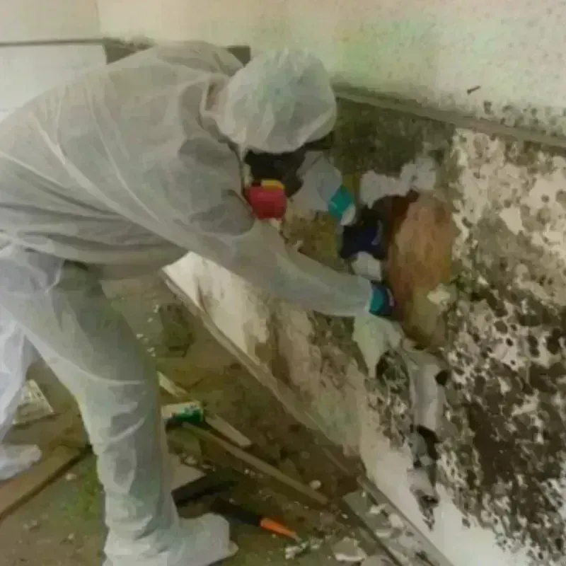 Mold Remediation and Removal in Bridgton, ME